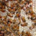 Immagine Aethina su favo con api