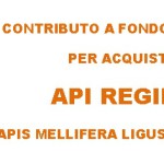 Contributo Api regine