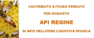 Contributo Api regine